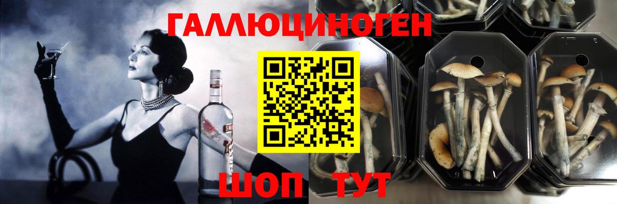 Псилоцибиновые грибы Psilocybe Надым